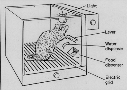 Skinner Box